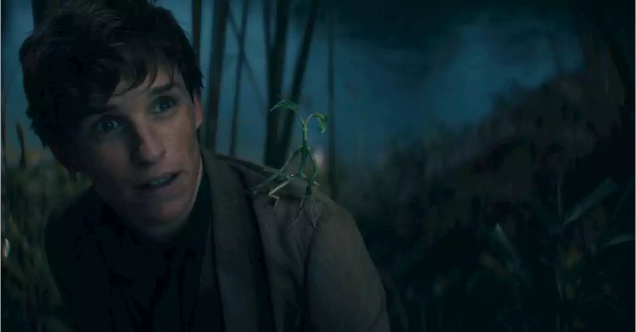 Eddie Redmayne Isn't 'Aware' Of Any Future Fantastic Beasts Films