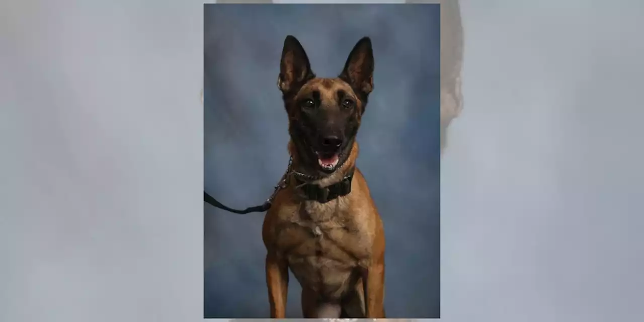 ‘Great sadness’: Police K-9 dies unexpectedly