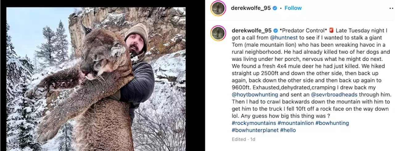 Former Denver Bronco player kills mountain lion with bow and arrow