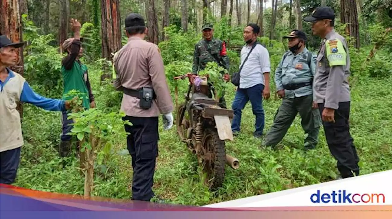 Kisah Mistis Pria di Banyuwangi soal Kakek Tua-Nenek Cantik dan 4 Harimau