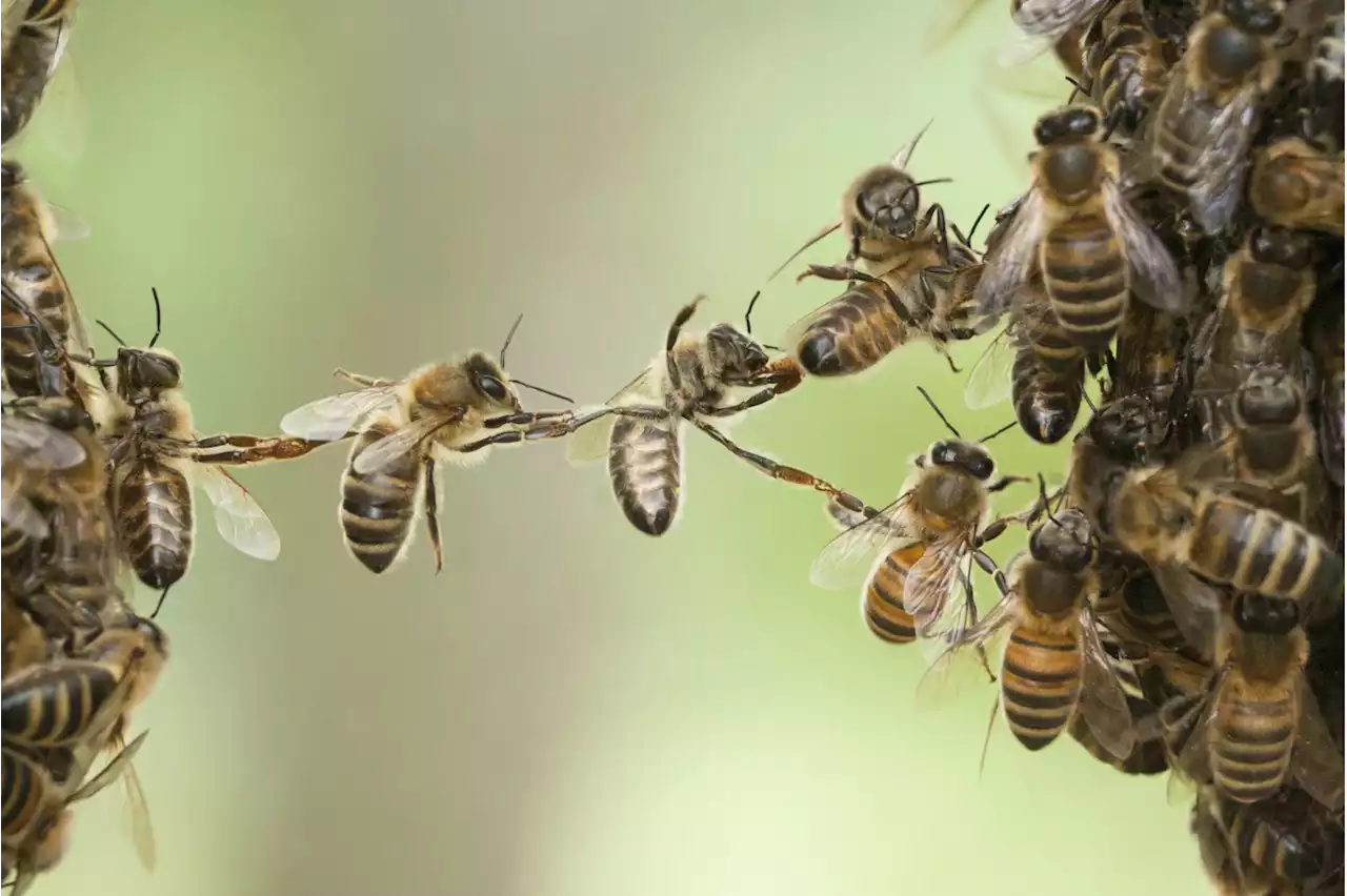 How Intelligence Is Measured In The Animal Kingdom