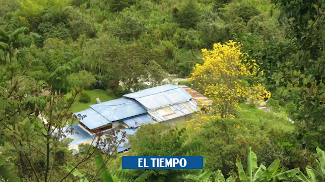 El científico alemán que cultiva café en una finca de Pijao, Quindío