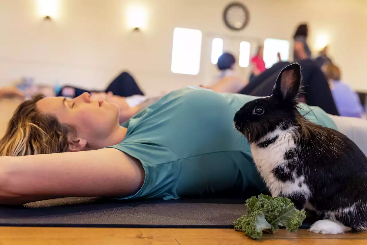 Bunny yoga: Alamo City House Rabbits raises awareness