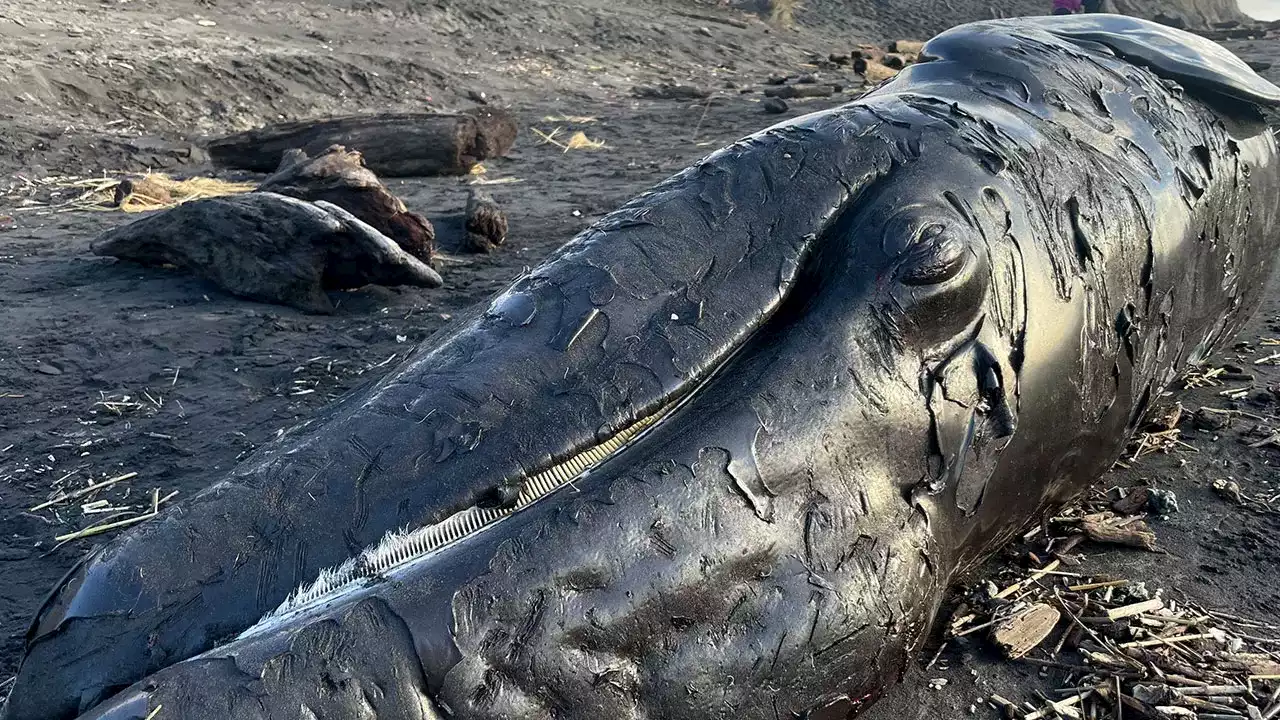 3rd dead whale washes up on OR coast within a week