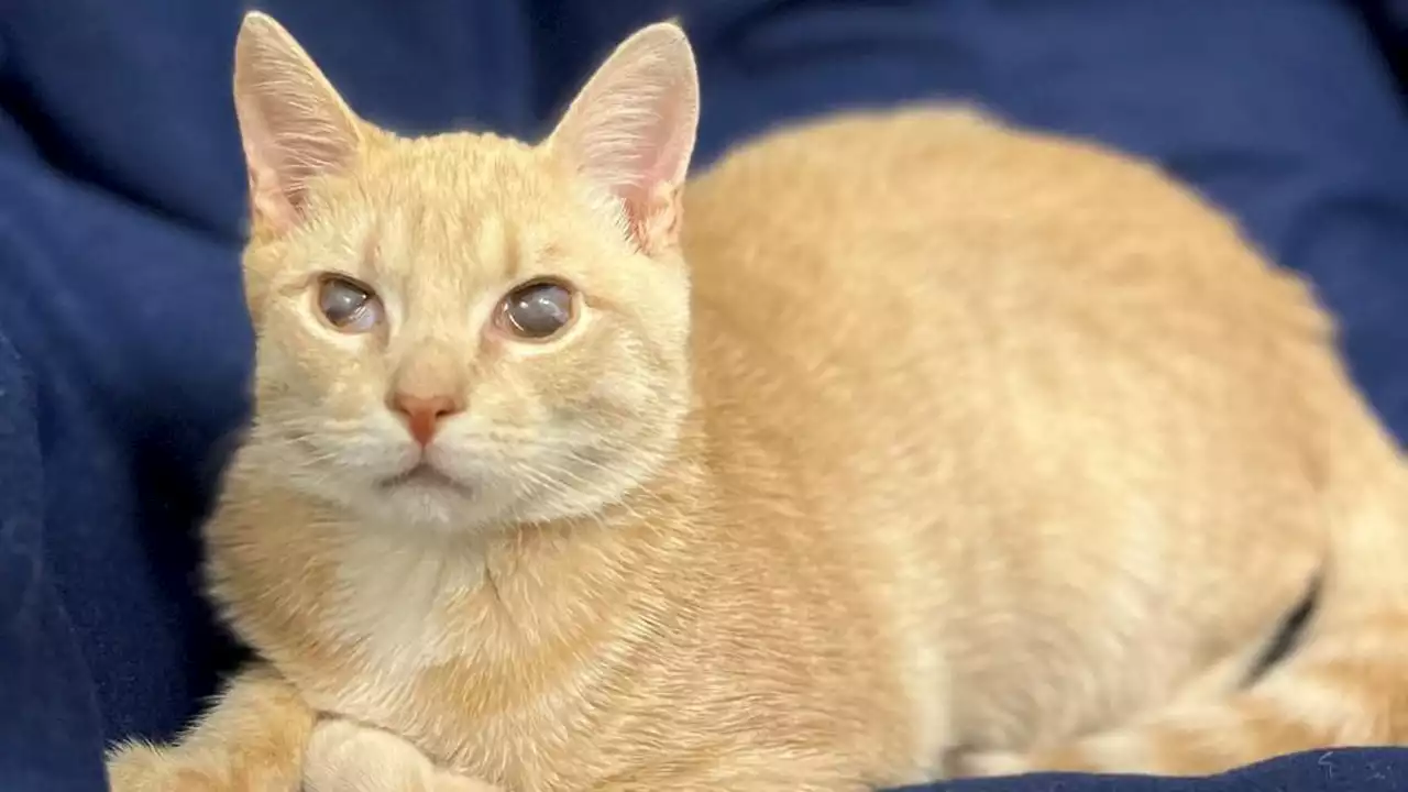 Kitten with special needs looking for special home in New York: Candy Corn is a 'gorgeous boy'