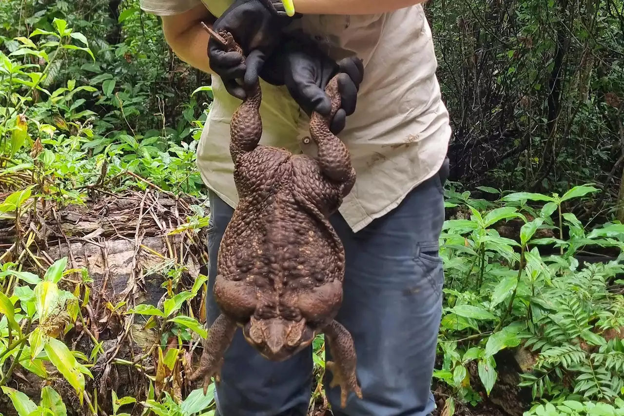 Giftig ”Paddzilla” hittad i Australien