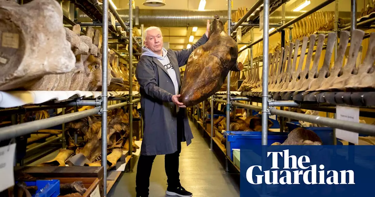 A rare glimpse inside Britain’s secret vault of whale skeletons