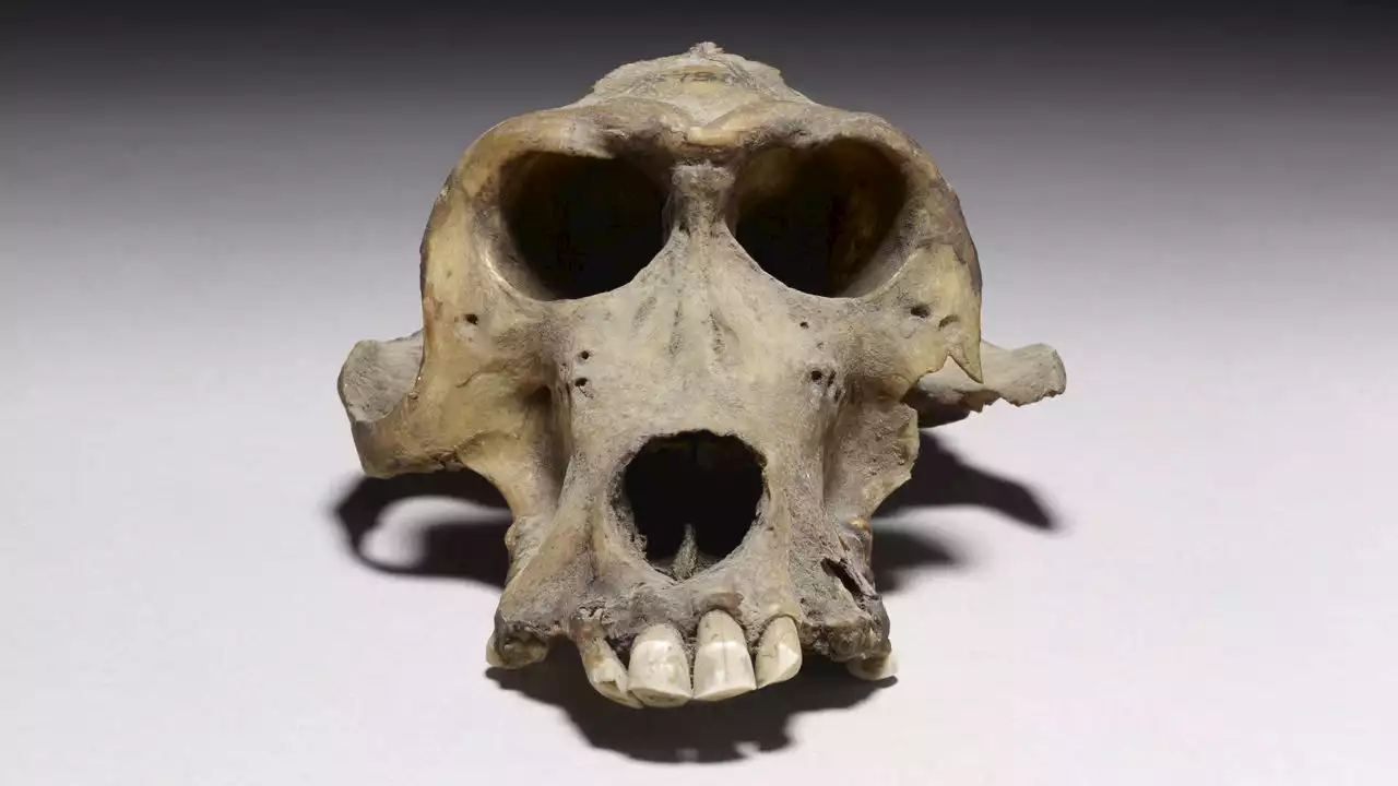 3,300-Year-Old Baboon Skull Leads Researchers to Ancient Kingdom