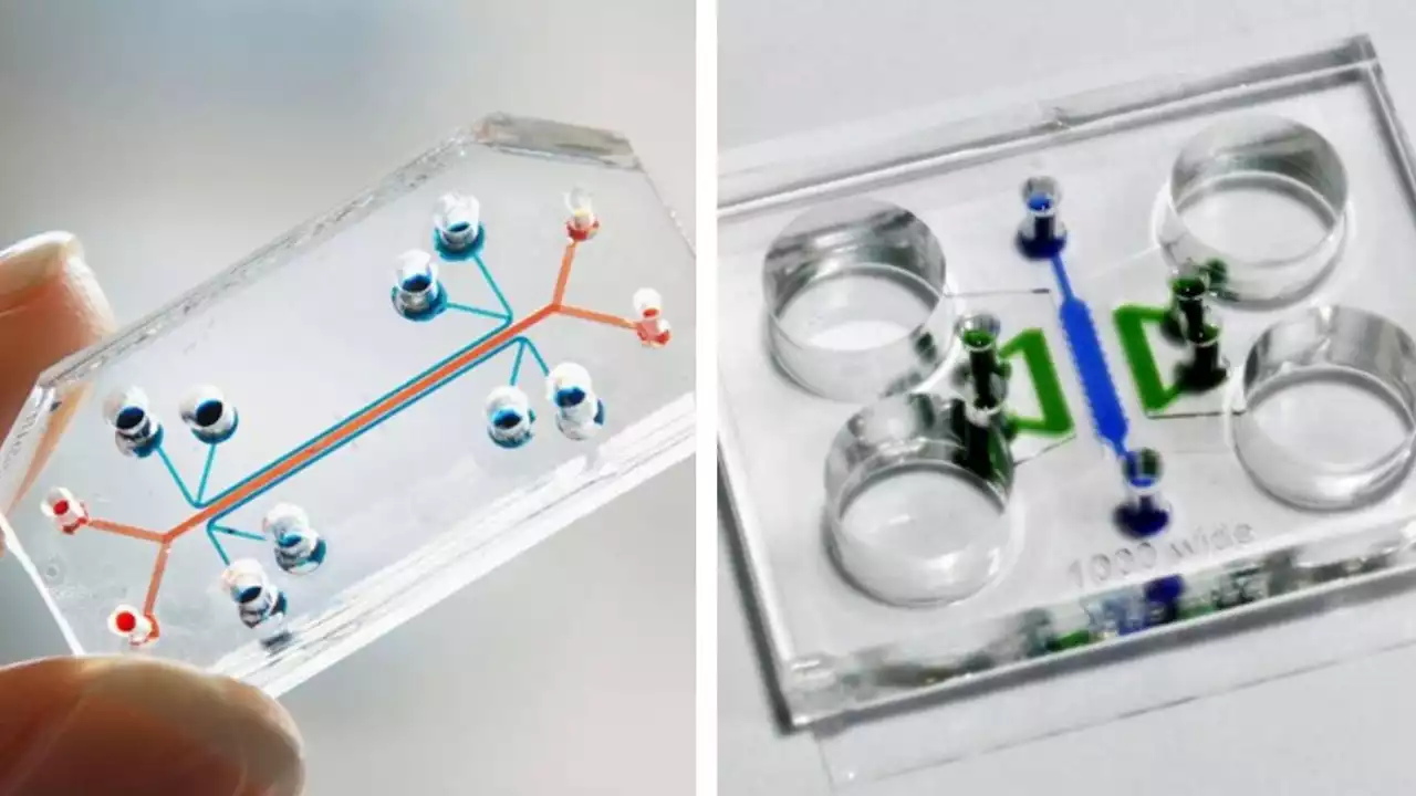 Organs on chips could transform drug discovery — here's how