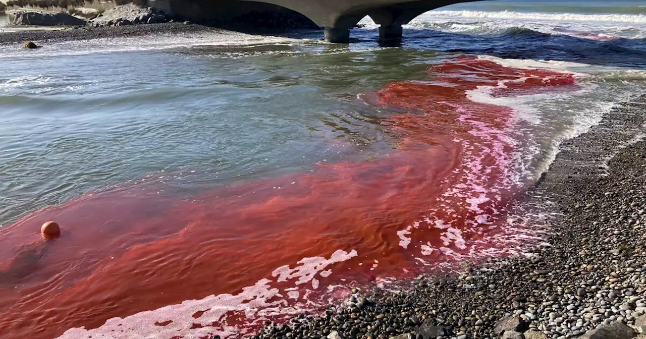 Scientists turn ocean pink near Torrey Pines State Park