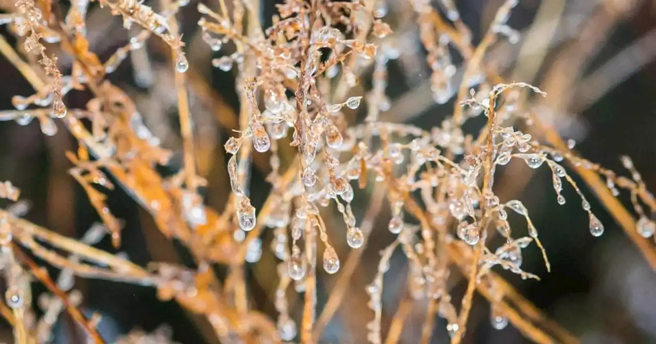 Weather service issues freeze warning for parts of Bay Area, Salinas Valley