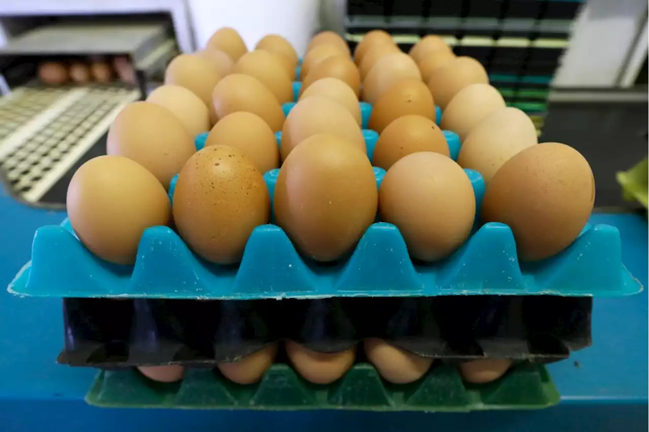 Sure, eggs are scarce but don’t smuggle them across the border