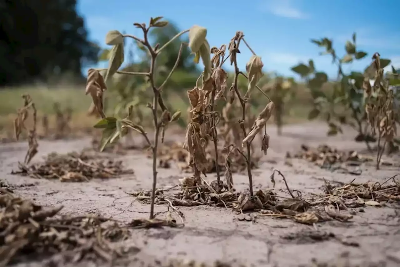 El impacto real de la sequía todavía no aparece entre las previsiones del USDA