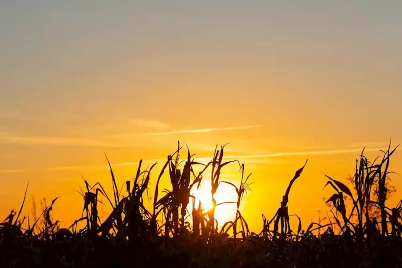 La seca se agrava y paraliza las decisiones comerciales de los agricultores