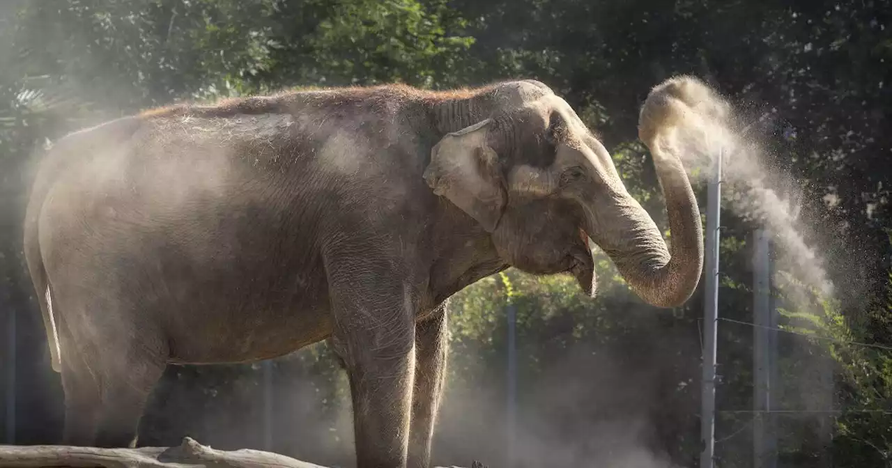 Jewel, oldest Asian elephant at Los Angeles Zoo, is euthanized at 61