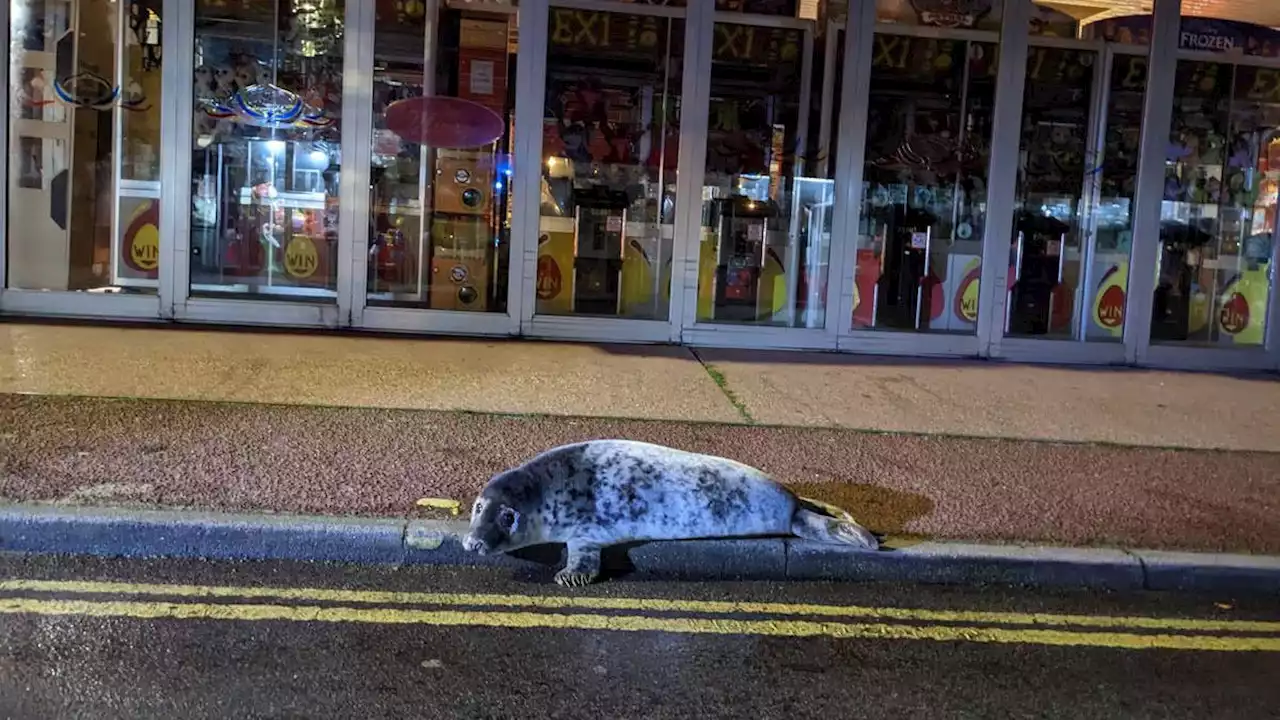 Seal pup rescued in Norfolk after being spotted wandering past amusement arcade and kebab shop