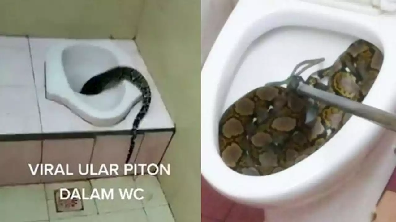 6 Momen Ngeri Ular Piton Muncul di WC, Gagal BAB