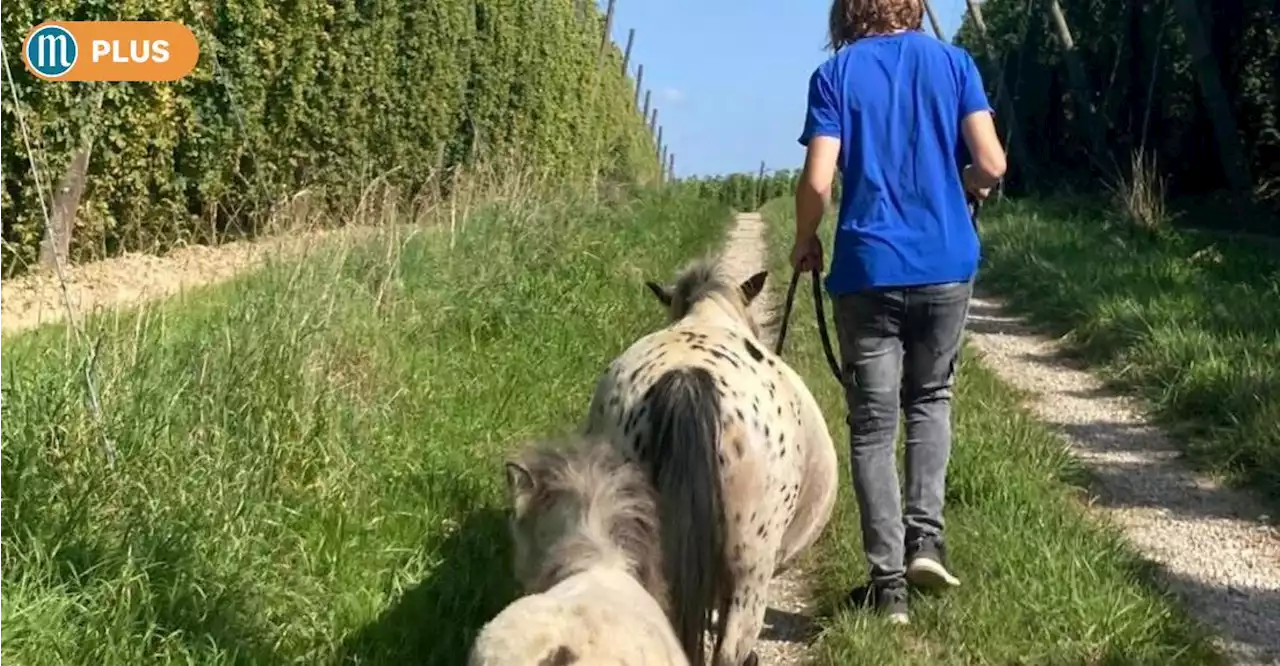 Tiere helfen, bei Jugendlichen seelische Wunden zu heilen