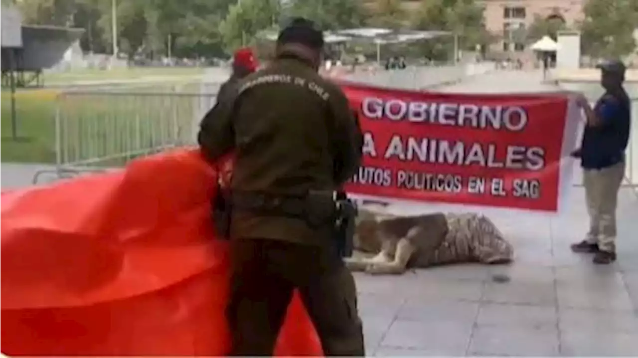 Manifestantes protestan en Chile dejando el cadáver de un león ante el palacio presidencial