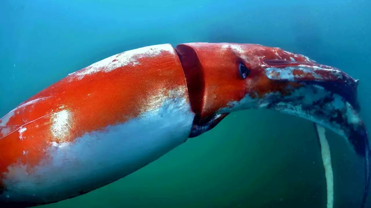 Una pareja de buceadores filmó a un calamar gigante frente a las costas de Japón | Mide 2,5 metros de largo