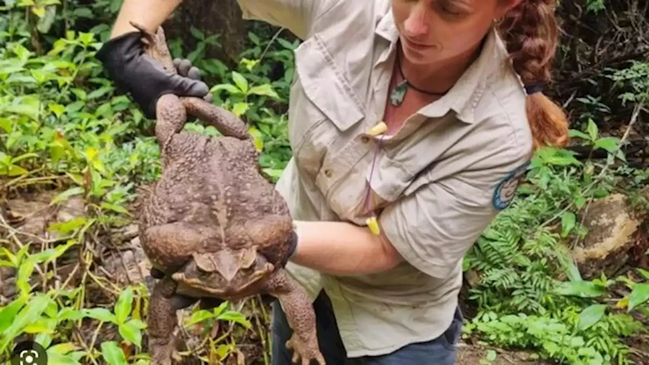 Encontraron gigantesca rana en Australia que podría ser la más grande del mundo - Pulzo