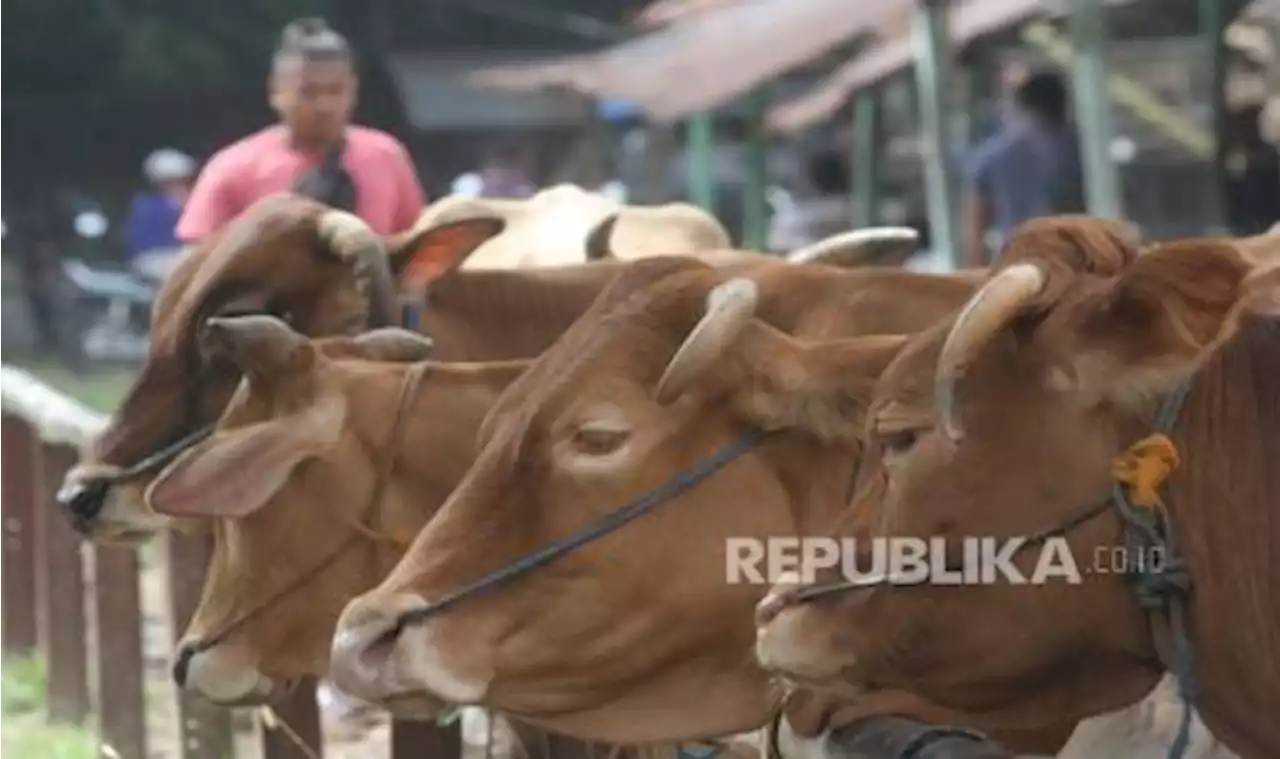 Penyakit LSD Menyebar, Warung di Pasar Hewan Ambarawa pun Ikut Terdampak |Republika Online