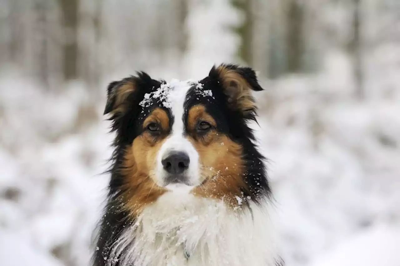 Animaux : quelles sont les races de chiens préférées des Français ?