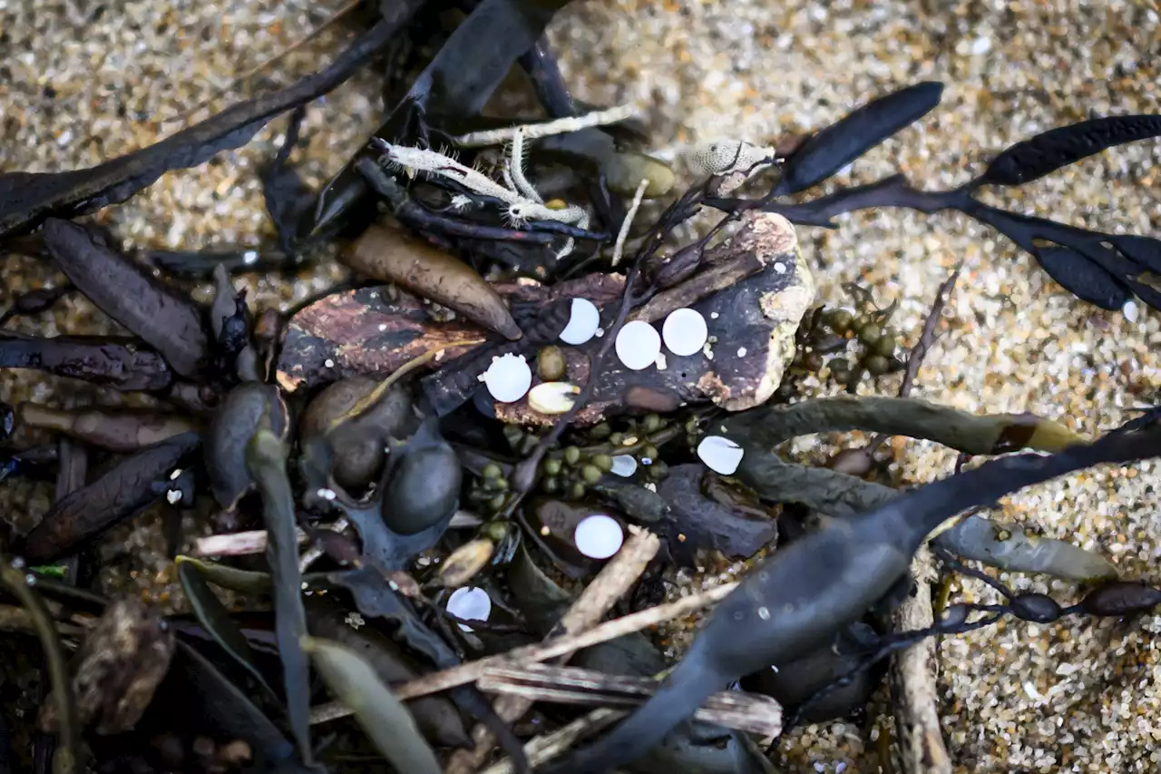 'Larmes de sirènes' : que sont ces microbilles qui polluent les plages ?