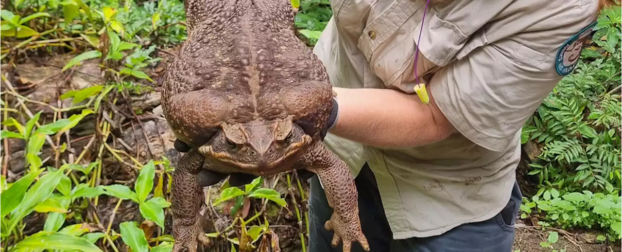 6-Pound 'Monster' Cane Toad Found in Australian Coastal Park