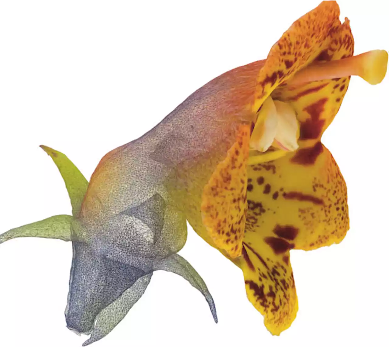 The Hidden Secrets of Flowers – Understanding Floral Evolution