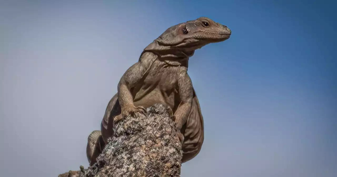 Column: Tough-looking but harmless lizard adds to annual desert hike