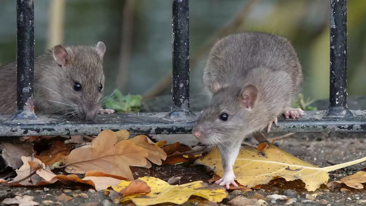 Pest controllers using facial recognition software to kill rats in people's homes