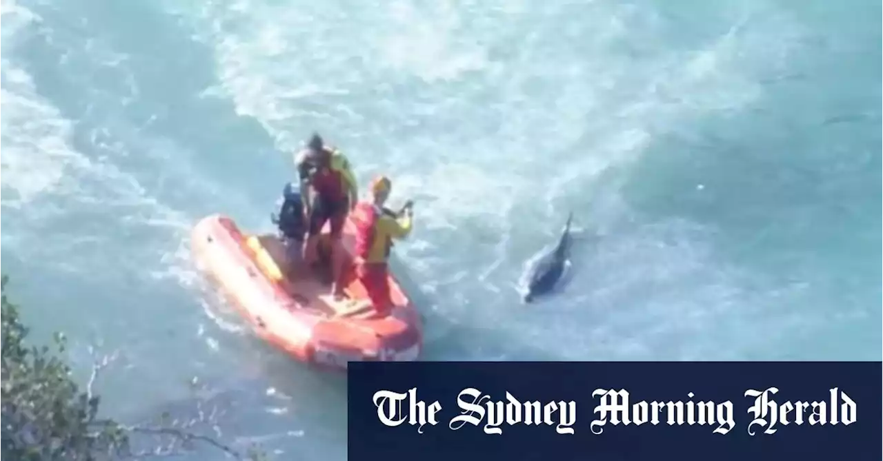 Fatal shark attack on dolphin closes Sydney’s northern beaches