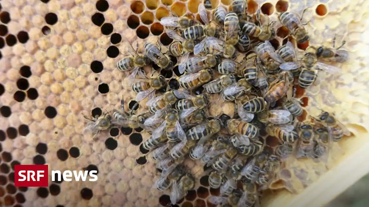 Erfolgversprechende Resultate - Impfung könnte Bienen vor der Faulbrut schützen