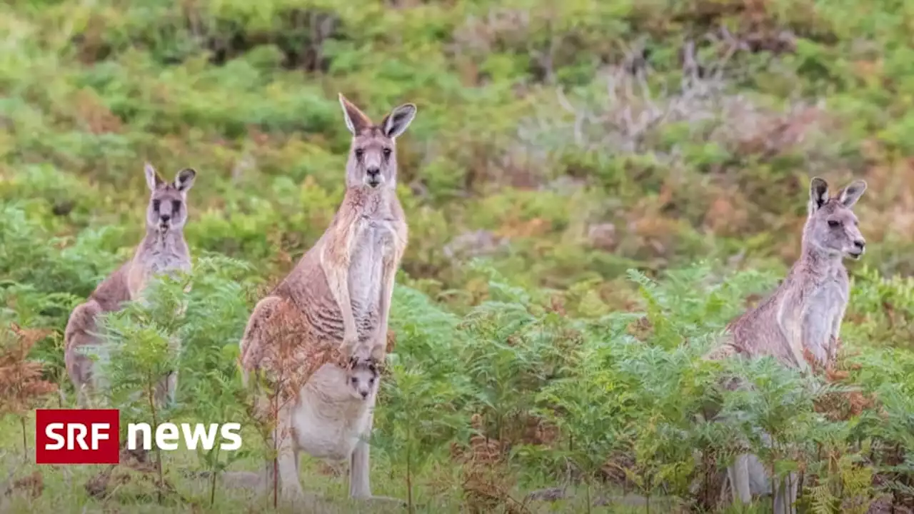 Folge des Regens in Australien - Wegen Känguru-Babyboom wird das Wappentier mehr gejagt