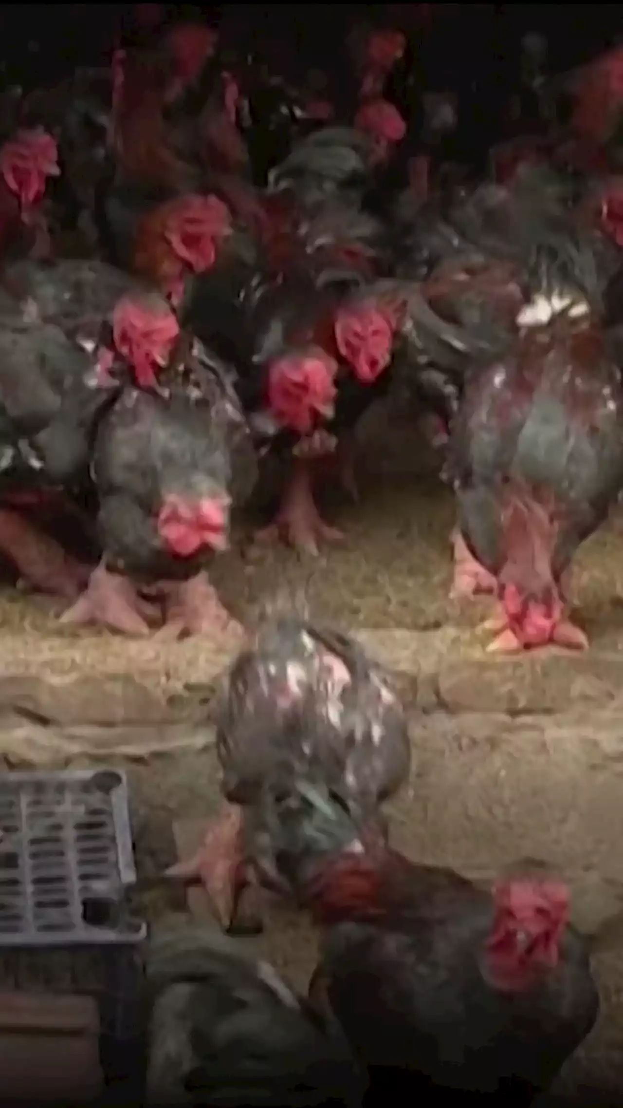 Giant legs of Vietnam's 'dragon chicken' a Lunar New Year delicacy