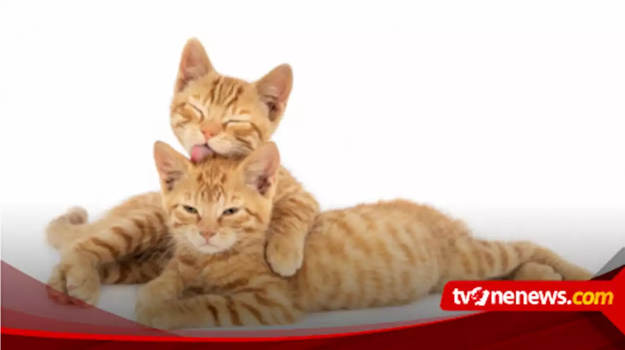 Catat! Berikut ini Merupakan 5 Penyebab Mata Kucing Belekan dan Cara Ampuh Untuk Mengatasinya