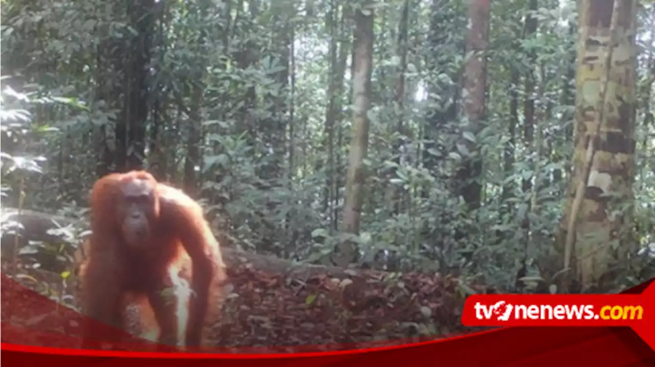 Kabar Menggembirakan, Orangutan Tertangkap Kamera Jebak Pertama Kalinya di Cagar Alam Pararawen