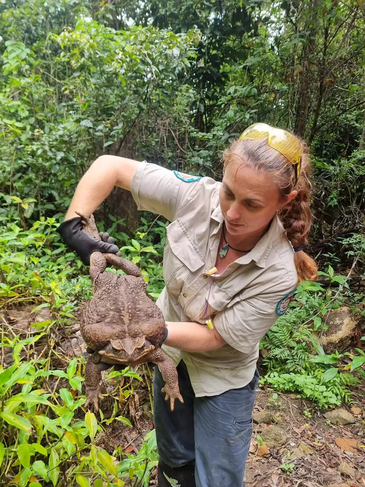 Record-breaking 'Toadzilla' cane toad found in Australian park