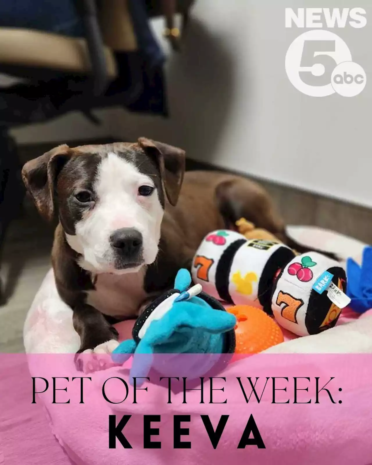 Keeva is Cleveland Animal Protective League's Pet of the Week