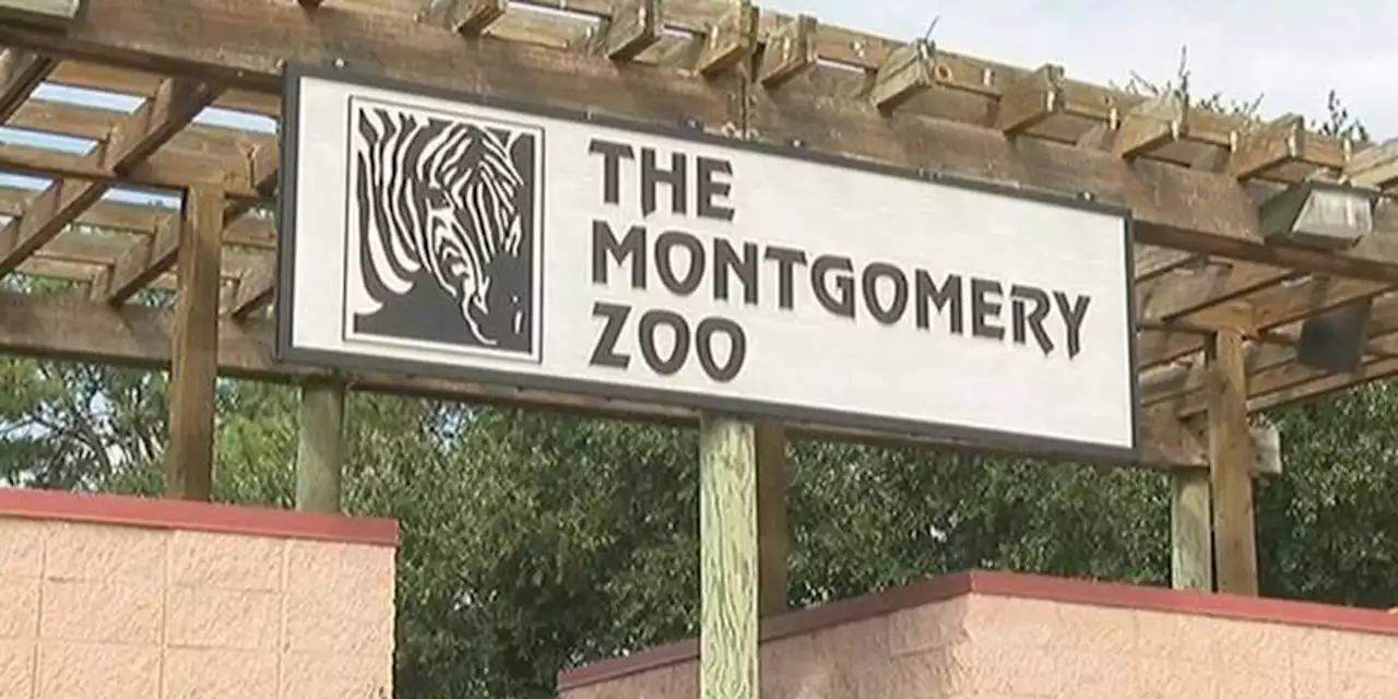 Montgomery Zoo to hold ‘Coffee and Cougars’ event