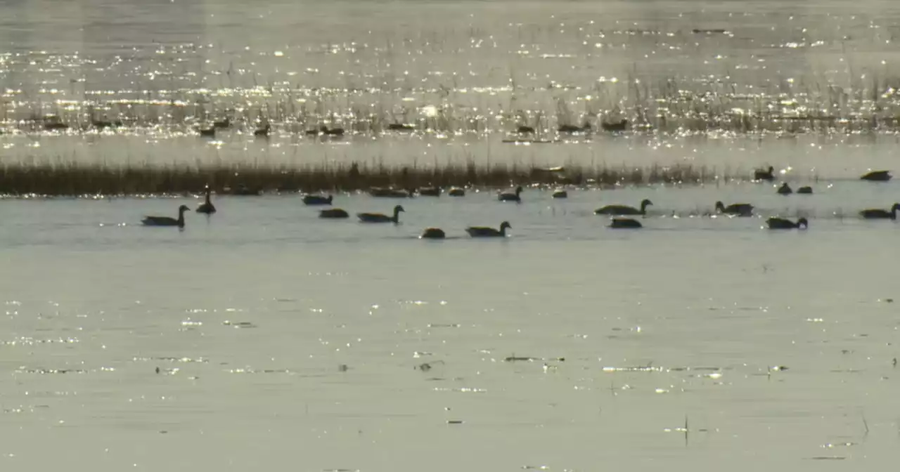 King Tides engulf Mission Bay marsh, flood parts of San Diego