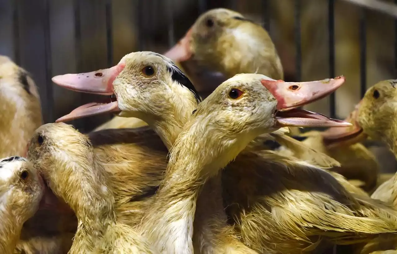 Premier cas de grippe aviaire depuis le début de l’hiver dans les Landes