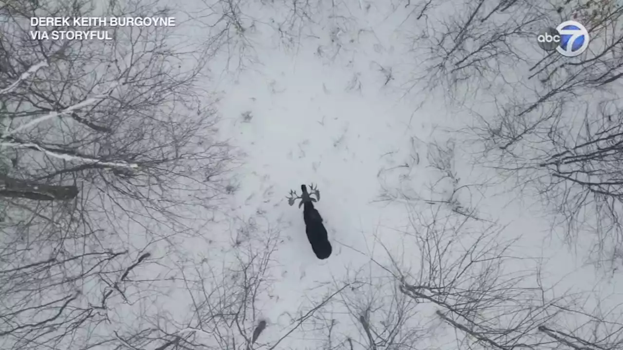 Drone captures rare moment moose sheds antlers in forest | VIDEO