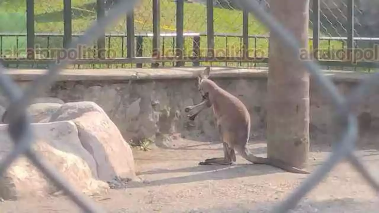 Reporta UMA de Orizaba que canguro recién llegado está en “muy buen estado”