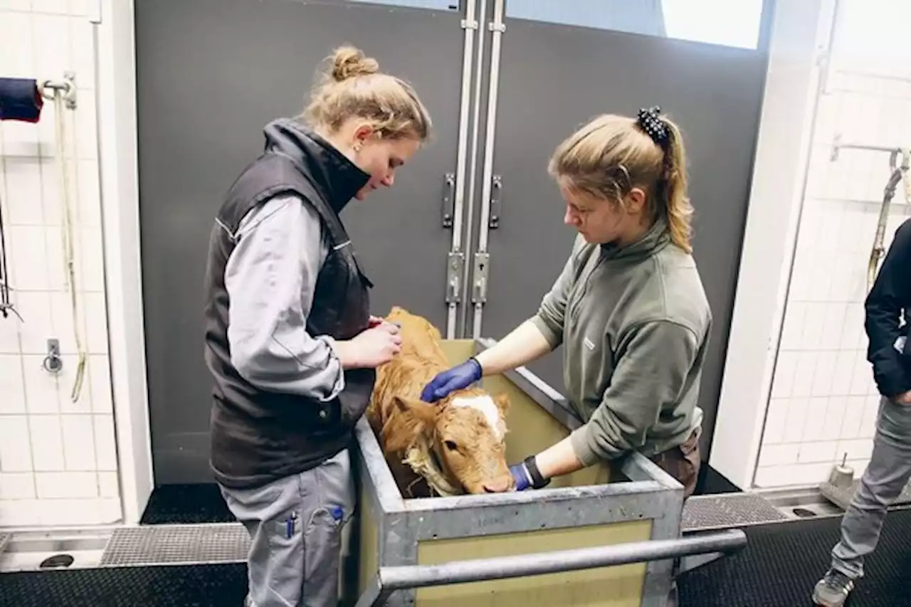 Die Ostschweizer Rindermäster waren zu Besuch im Tierspital Zürich - bauernzeitung.ch