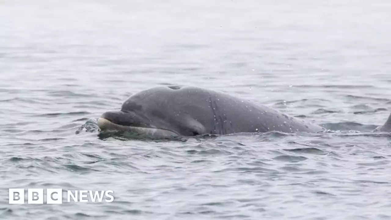 Dolphins seen in Bronx River for first time in five years