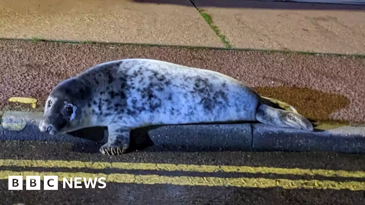 Seal pup rescued after spotted outside Hemsby kebab shop