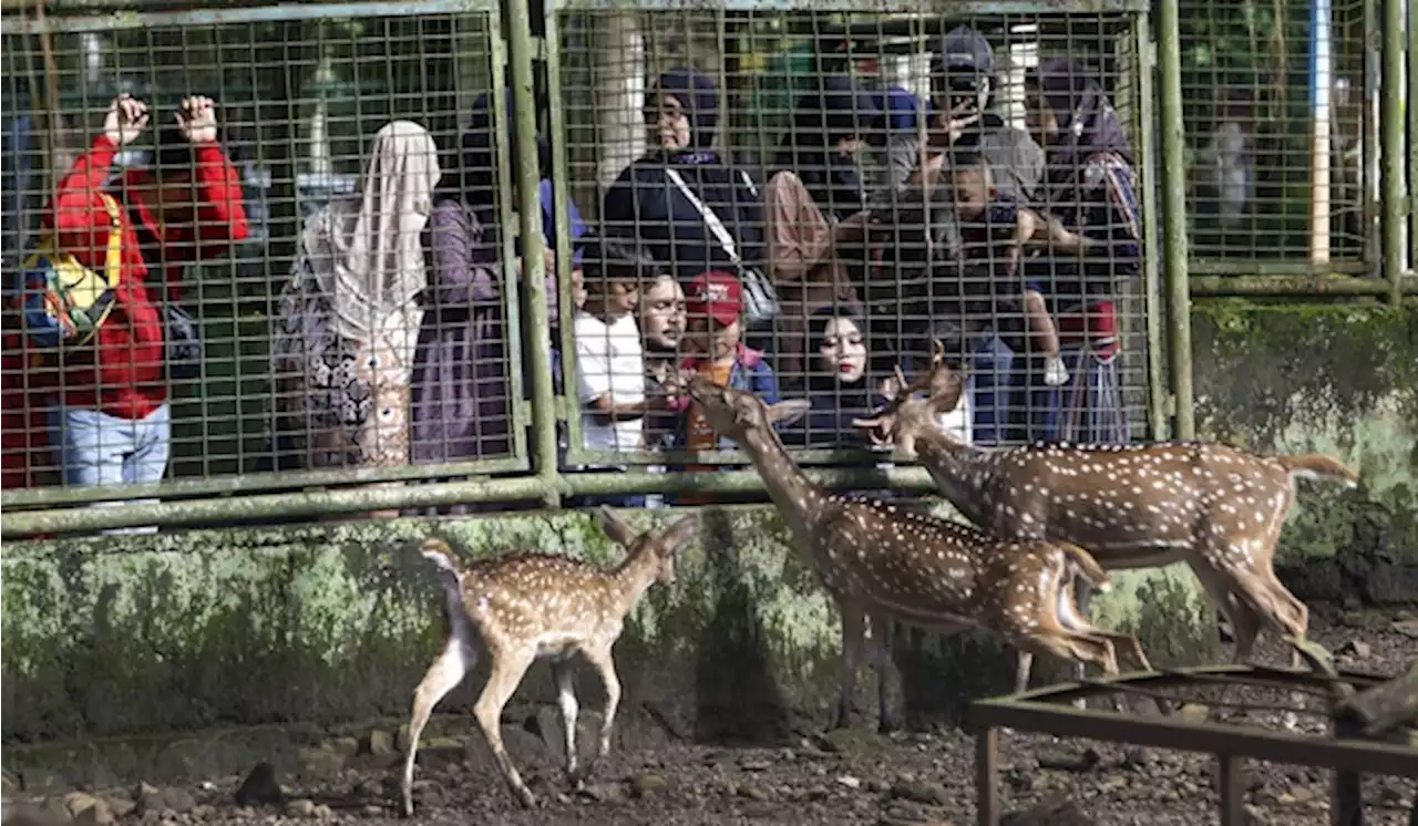 Libur Imlek, Lebih dari 8.000 Pengunjung Padati Ragunan