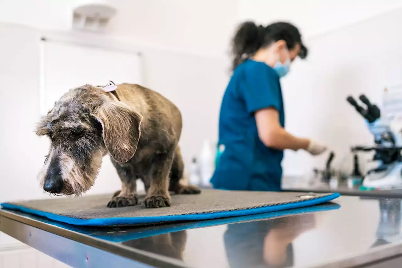 Im Wartebereich der Tierklinik: Wo Mitgefühl streichelnd weitergereicht wird